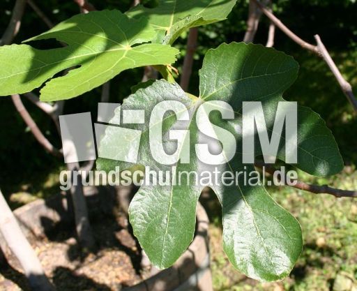 Feigenblatt.jpg